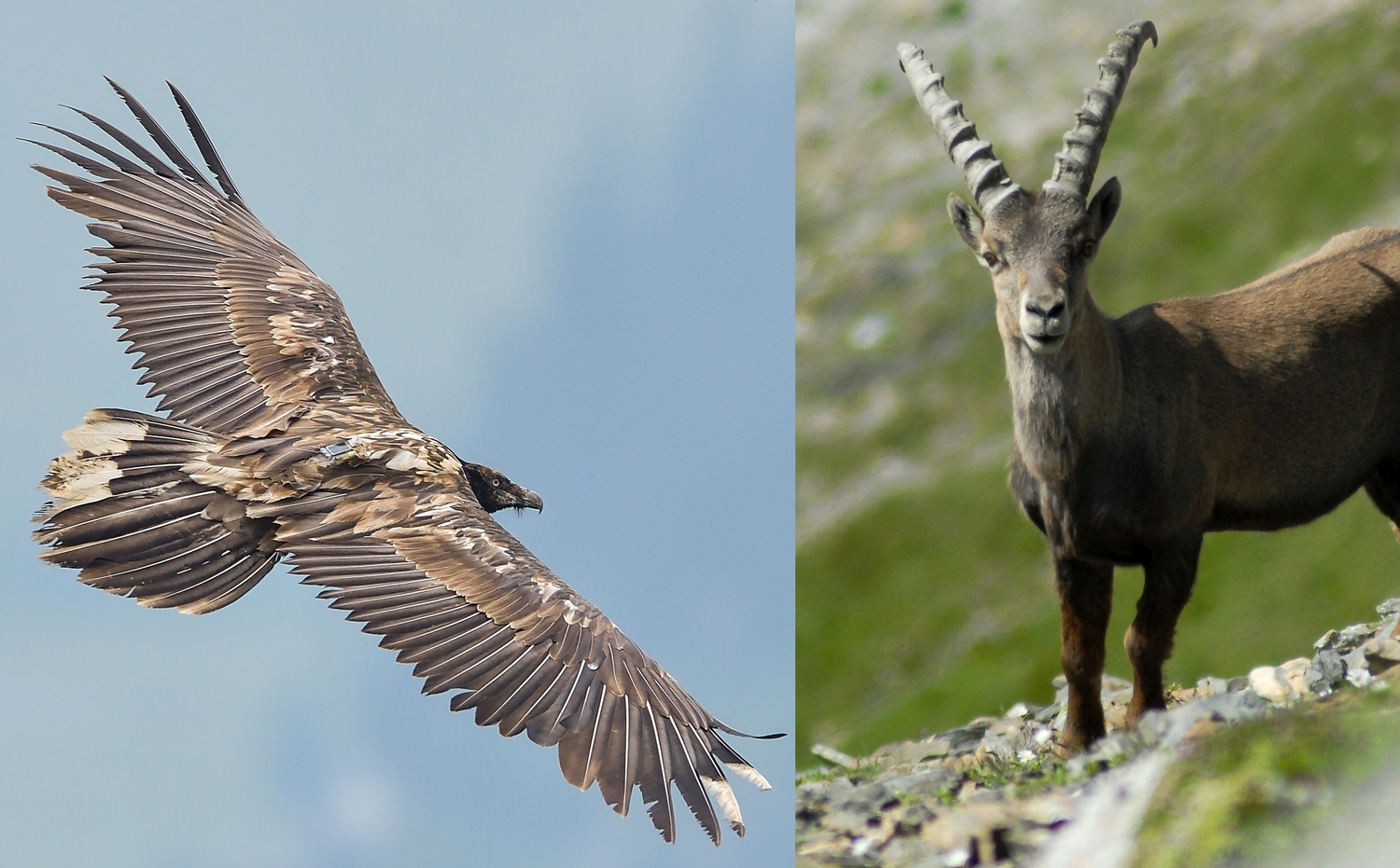 Bearded Vulture in flight with a GPS tag and a Alpine Ibex